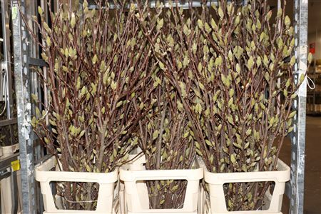 Magnolia Pink White Bloeiend P Stem