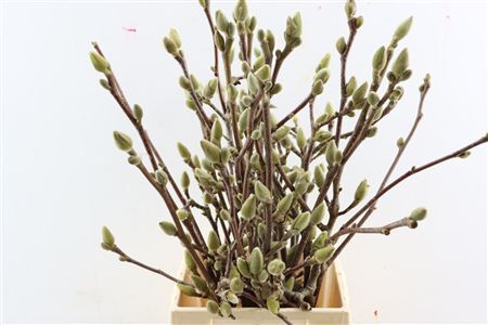 Magnolia Pink White Bloeiend P Stem