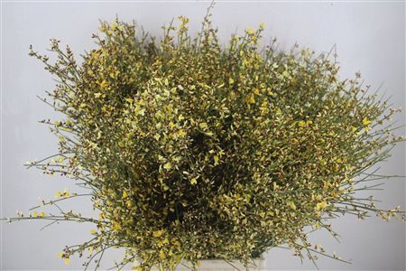Ginster 400gr Yellow P Bunch