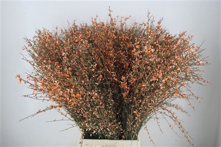 Ginster 400gr Orange P Bunch