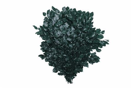 Pres Beuk Green P Bunch