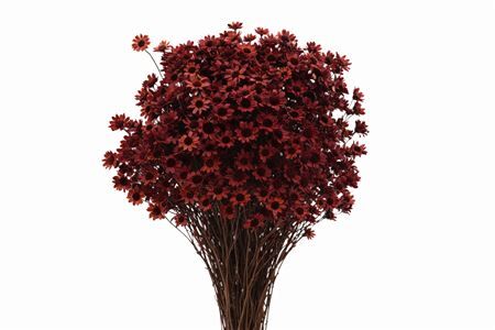 Dried Glixia Bordeaux Bunch