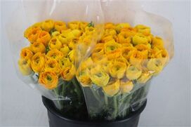 Ran Elegance Yellow