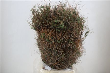 Euph Spinoza Long 500gr P Bunch