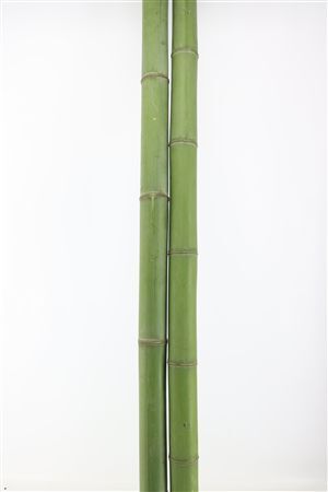 Bamboo 60/70 2 M Phyllostachys