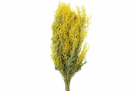 Dried Mimosa Natural 200gr Bunch