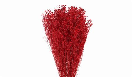 Dried Brooms Red Bunch