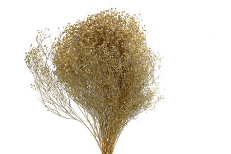 Dried Brooms Natural Bunch