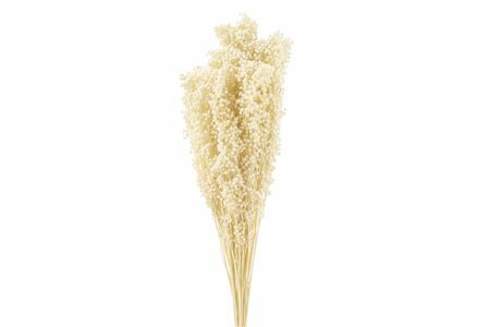 Pres Sorghum Bleached 6pc Bunch