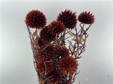 Pres Echinops 10pc Brown Bunch