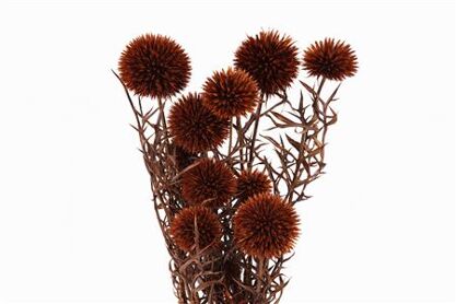 Pres Echinops 10pc Brown Bunch