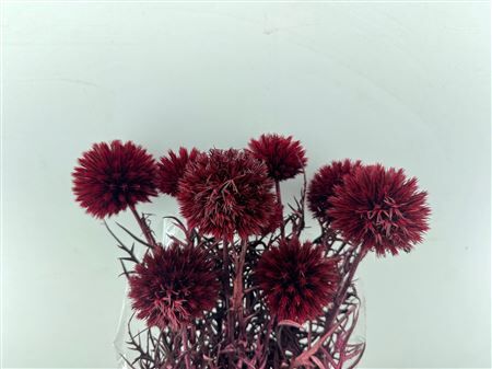Pres Echinops 10pc Bordeaux Bunch
