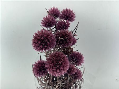 Pres Echinops 10pc Milka Bunch