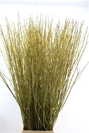 Cornus S Flaviramea Vertakt