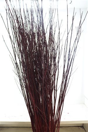 Cornus Alba Sibirica