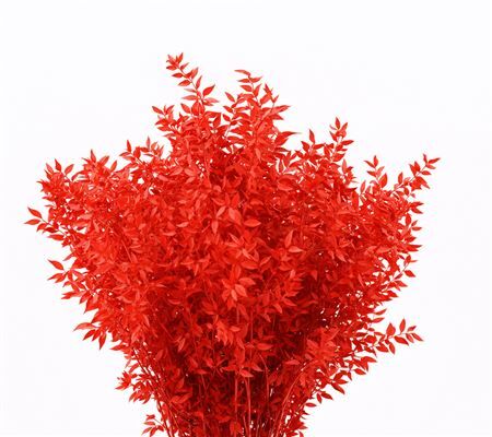 Pres Ruscus Red P Stem