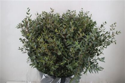 Euca Parvifolia Kort 300gr Pbs