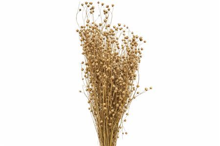 Dried Lino Vlas Naturel Bunch