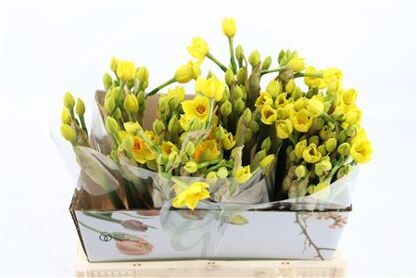 Narcis Grand Soleil Dor