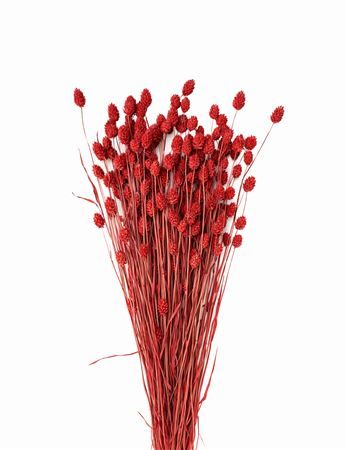 Dried Phalaris X5 Ferrari Red Bunch