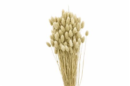 Dried Phalaris X5 Frosted White Bunch