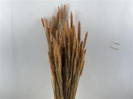 Dried Triticum X5 Frosted Salmon Bunch