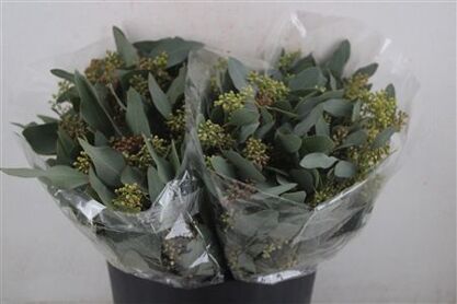 Euca Populus Berry Short 150gr P Bunch