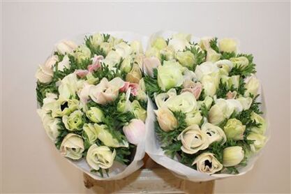 Anem Mistral White