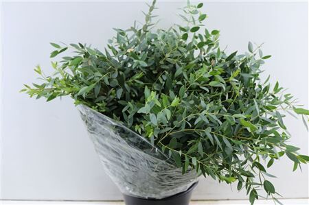 Euca Parvifolia 200gr P Bunch