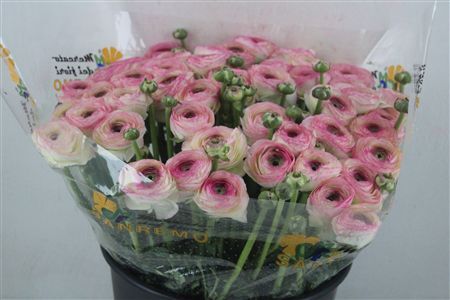 Ran Cloni Sup Felicidade