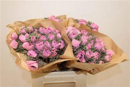 Anem Marianne Powder Pink