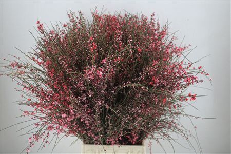 Ginster 400gr Red P Bunch