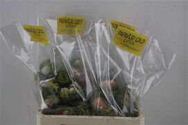 Papaver Mixed Extra P Stem