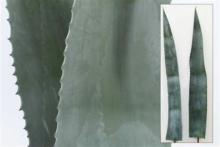 Agave American Bleu 150cm