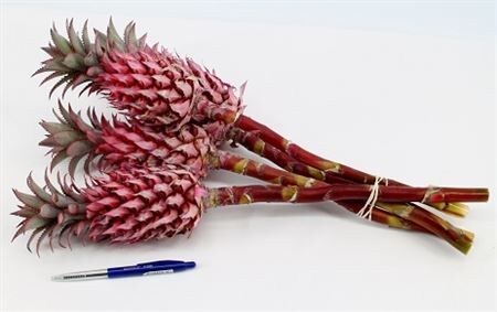 Ananas Striatos Xl