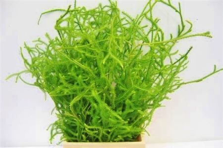 Lycopodium Vine