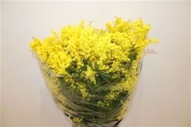 Mimosa Mirandol 500gr P Bunch