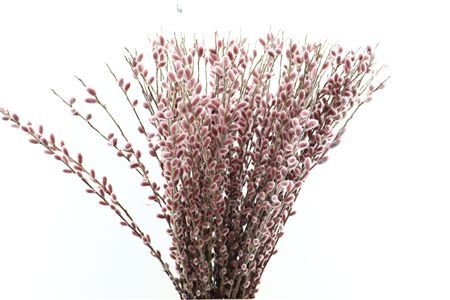 Salix Ch Red Passion