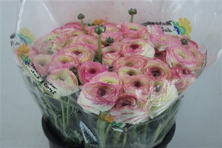 Ran Cloni Sup Felicidade