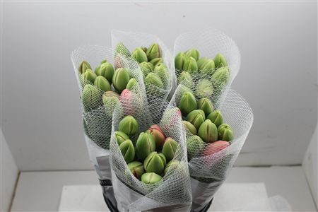 Tu Fr Du Renown Double