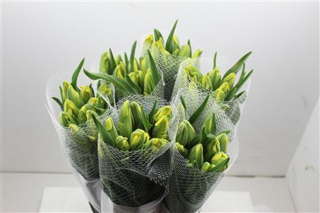 Tu Fr Pa La Courtine Parrot