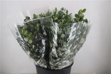 Pittosp Ralphi Leaves 200gr P Bunch