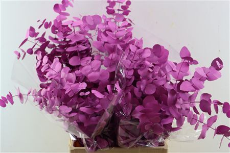 Euca Cinerea Cerise P Bunch