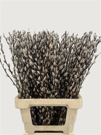 Salix Wilgenkatjes 70cm P Stem