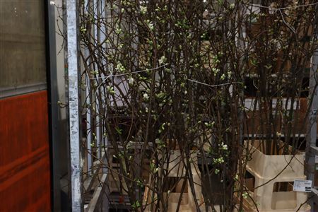 Chaenomeles Superba White 140 160cm