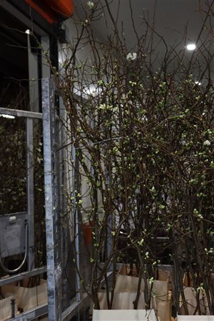 Chaenomeles Superba Ivoor 180 200cm