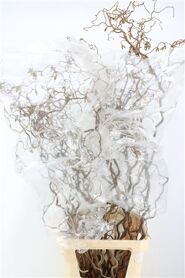 Corylus Avellana Contorta X10 180cm