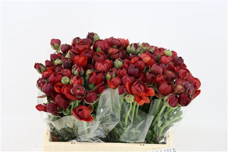 Ran Amandine Chocolat