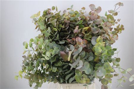 Euca Stuartiana Autumn P Bunch