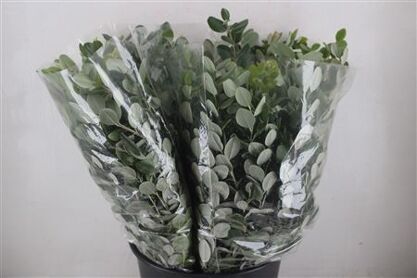 Pittosp Ralphi Leaves 200gr P Bunch